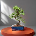 Vasi Bonsai
