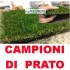 CAMPIONI DI PRATO ERBA SINTETICA