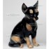 STATUA CANE CHIHUAHUA NERO IN CERAMICA CM. 36 -ANIMALI-