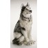 STATUA CANE SIBERIAN HUSKY IN CERAMICA CM. 60 -ANIMALI-