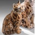STATUA GATTO OCELOT CM. 32 -ANIMALI-