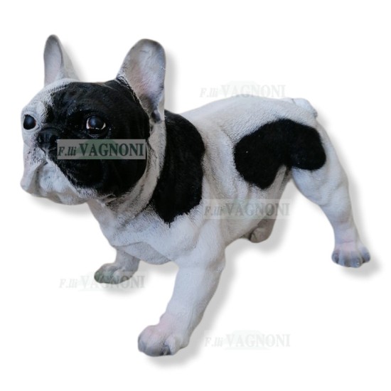 STATUA CANE BULLDOG BOULEDOGUE FRANCESE IN RESINA CM.22X50X32 H. STATUA CANE BULLDOG BOULEDOGUE FRANCESE IN RESINA CM.22X50X32 H.